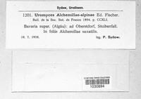 Trachyspora intrusa image